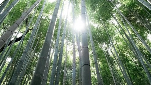 tall bamboo in a forest